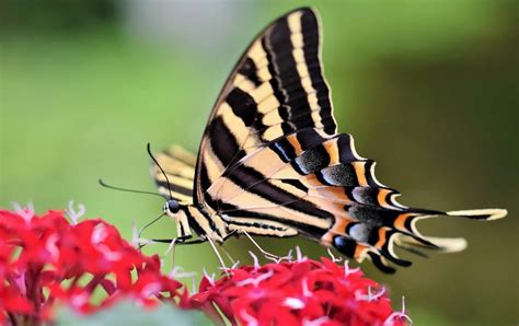 Butterfly Wings Swallowtail - Free photo on Pixabay - Pixabay