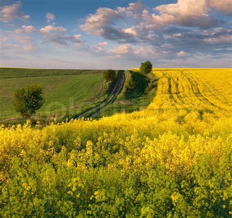 Sommer Landschaft Mit Einem Feld Von Stock Bild Colourbox