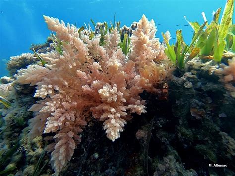 Secretar A Ceper Mare Nostrum Roquetas De Mar