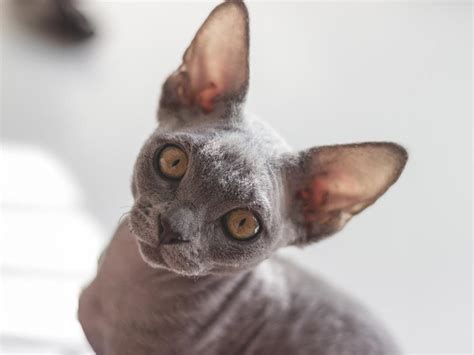 Gray Cat Breeds: 11 Sleek and Silver Kitties