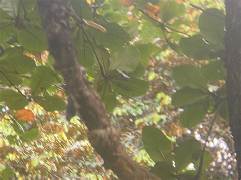 velvet fronted nuthatch  direksi pelaksana gelanggang olahraga bung