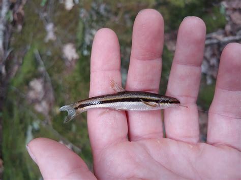 Eastern Blacknose Dace Rhinichthys Atratulus New Hampshire Flickr