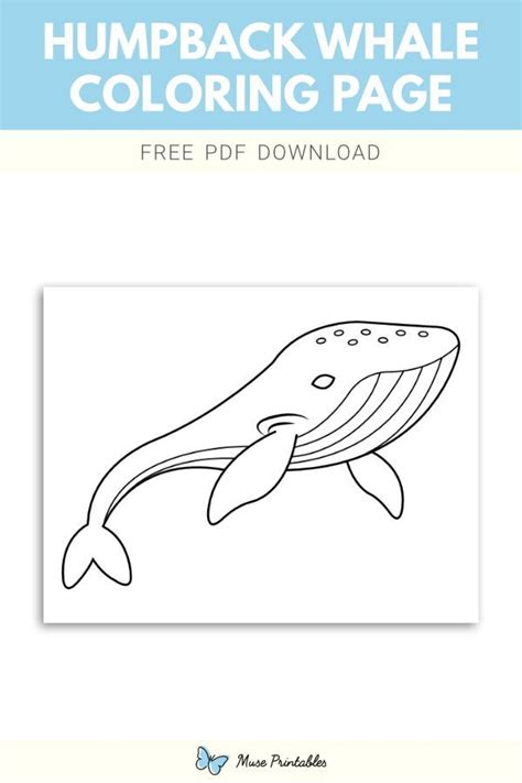 Free printable humpback whale coloring page. Download it at https ...