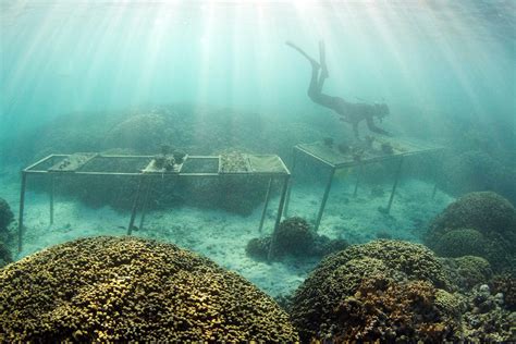 The Sex Life Of Coral Why Scientists Think It Could Save Us All