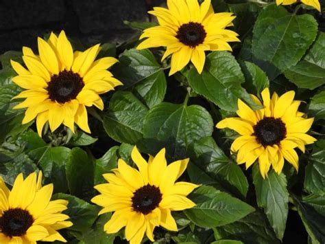 How To Grow Sunflowers From Seed To Harvest Check How This Planting Guide Helps Beginners