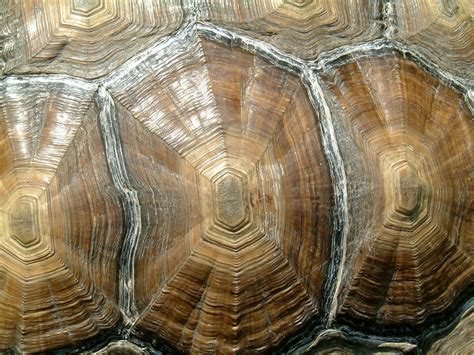 tortoise shell tortoise patterns  nature nature inspiration