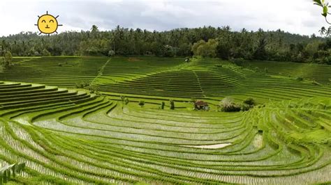 Sistem Subak Warisan Budaya Dunia Dan Pesona Wisata Bali Orami