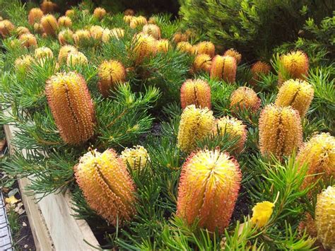 Star Of The Season Dwarf Banksia Australian Garden Native Garden