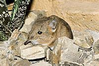 Elephant shrew Facts for Kids