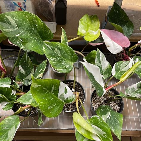 White Princess Philodendron Tricolor Etsy