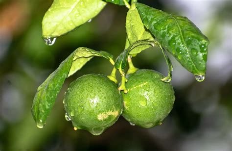 Lime Tree Leaves Curling: Tips to Revive Your Trees and Boost Citrus Yield