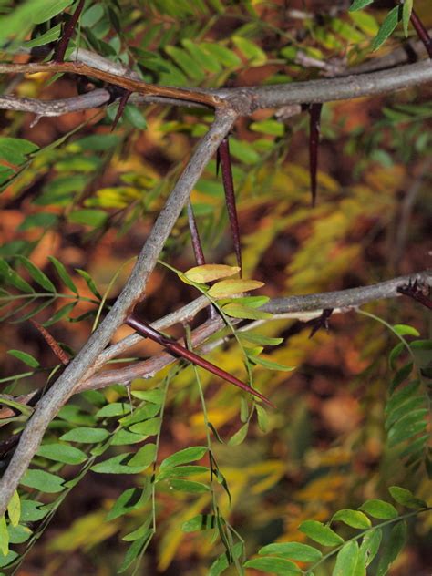 Honey Locust Plants Of Overton Park S Old Forest Memphis Tn · Inaturalist