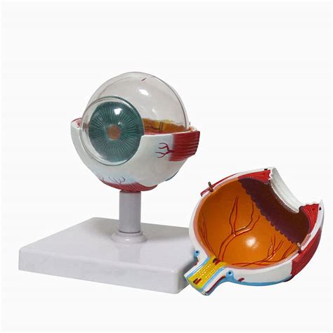 Buy Beaghty X D Human Eye Anatomical Model Human Body Anatomy Replica