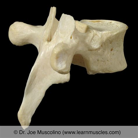 Thoracic Vertebrae Learn Muscles