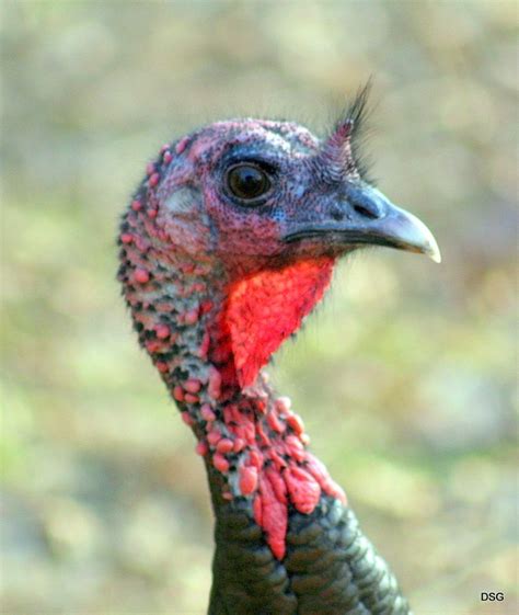 Have You Ever Wondered What A Wild Turkey Looks Like Up Close Photo By