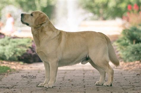 Meet Seger Our Champion Labrador — Smoky Mountain Labradors