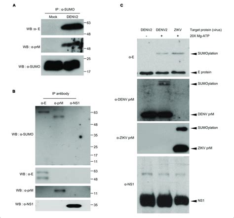 Covalent Modification Of Denv2 And Zikv E And Prm Proteins By Sumo