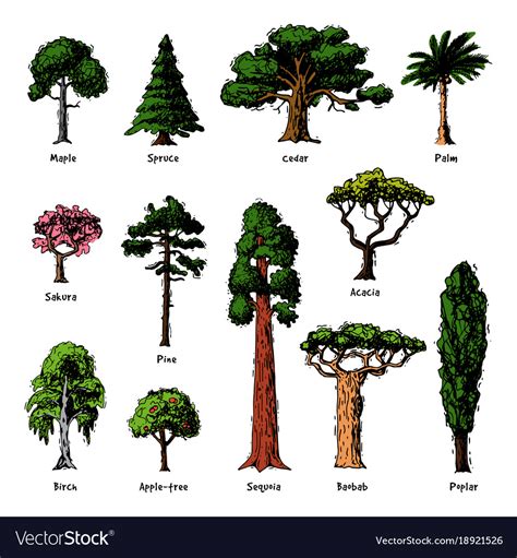 Diffe Types Of Forest Trees With Pictures And Names - Infoupdate.org