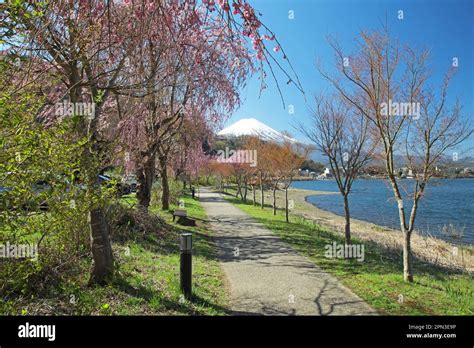 Mount Fuji And Cherry Blossom, Kawaguchiko, Japan Stock Photo - Alamy