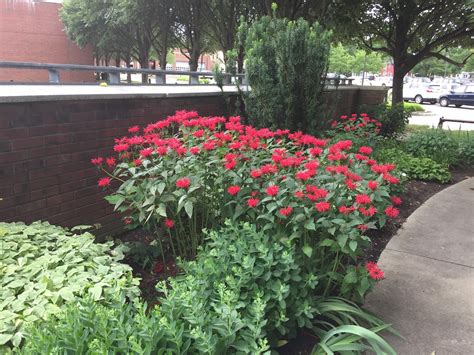 Princeton Nature Notes Princetons Fuel Tank Raingarden Wannabe