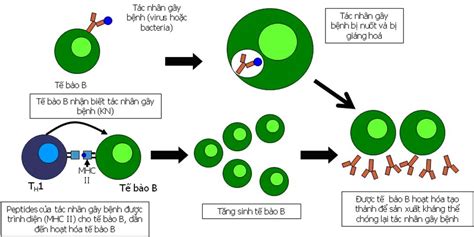 Khái niệm về đáp ứng miễn dịch - Phiên bản có thể in