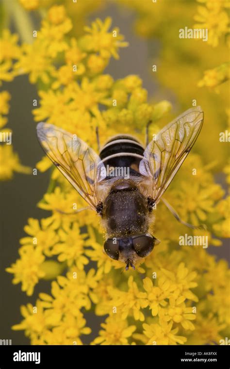 Rattailed Maggot Eristalis Tenax Hi Res Stock Photography And Images