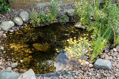 How To Pond Dip Your Garden Pond Ponds Backyard Garden Pond Design