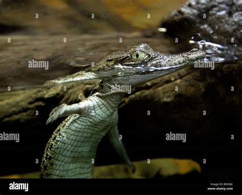 Cute Baby Alligator Hi Res Stock Photography And Images Alamy