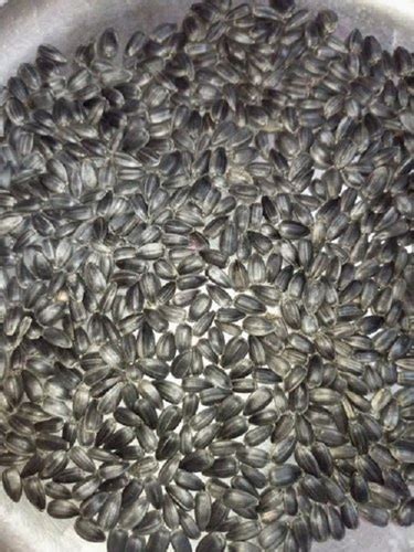 Organic Natural Dried Black Sunflower Seeds At Best Price In Agra