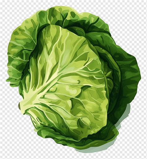 Lettuce Fresh Green Lettuce Leaf Png PNGWing