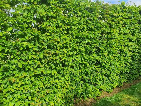 Hornbeam Hedges Buy Hornbeam Hedges Ireland Hedging Ie