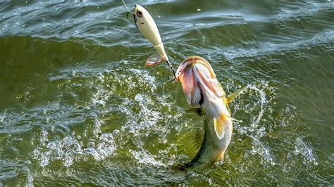 3 Prime Targets For Early Fall Topwater Fishing Wired2fish