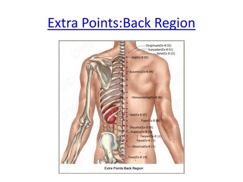 Ppt Extra Points Chest Abdomen Back Powerpoint Presentation Free