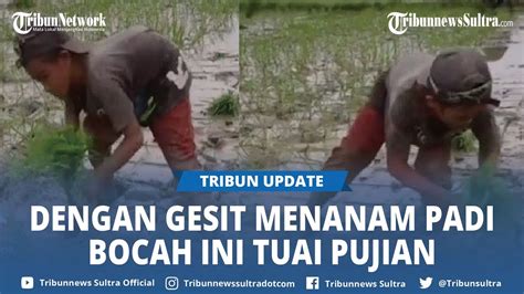 Viral Bocah Lelaki Lincah Gesit Tanam Padi Bikin Netizen Terpukau