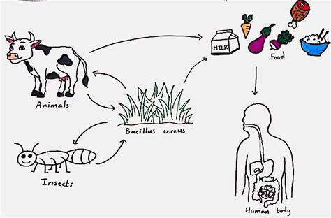 Bacillus cereus | Mechanisms of Pathogenicity