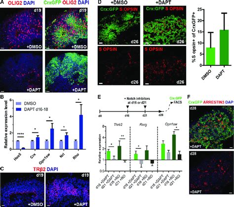 Notch Signaling Limits Developmental Stage Restricted Cone Genesis A