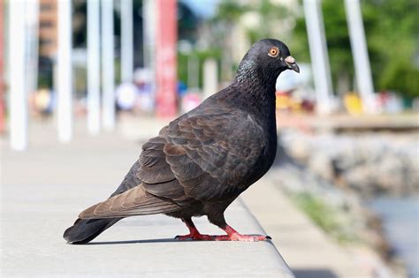 Taube Vogel Tier Kostenloses Foto Auf Pixabay Pixabay