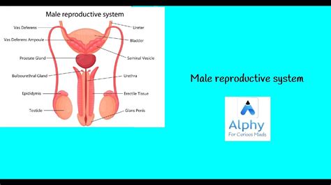 Male Reproductive Systemlife Processes In Living Organisms Part 2