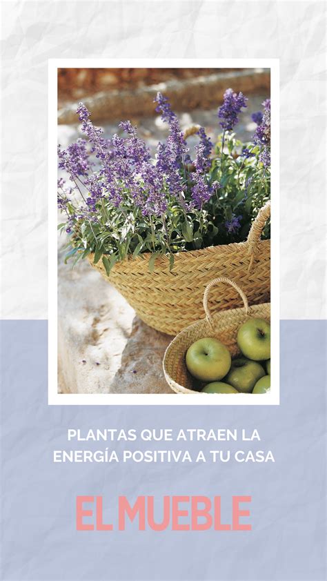 Atención Estas son las 20 plantas y flores de la suerte que atraen la