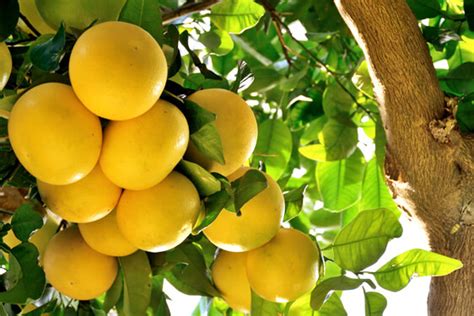 Albero Del Pompelmo Come Coltivare Scelte Per Te