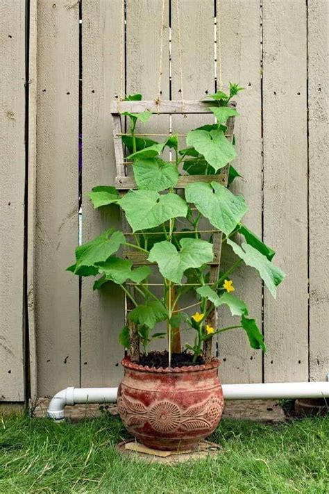 How To Grow Cucumbers Vertically Growfully