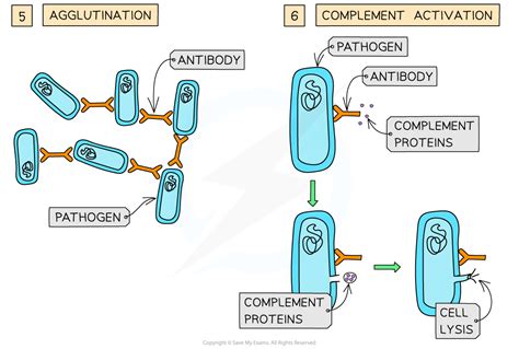 调蛋白，凝集素和抗毒素4111 Ocr A级生物学复习笔记2017 保存我的考试