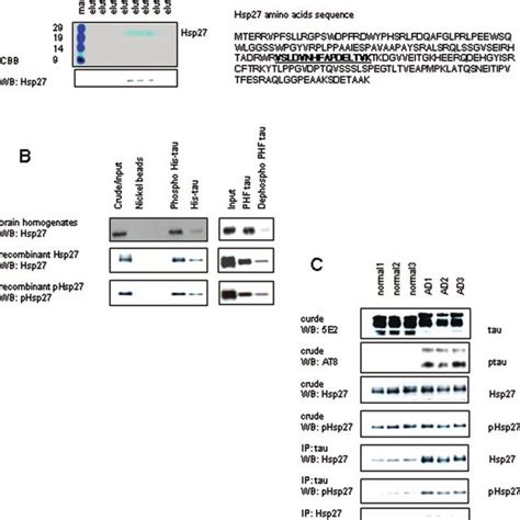 Hsp27 Interacts With Phosphorylated Tau A Human Brain Homogenates