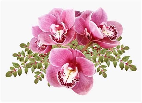 Flores Orqu Deas Hojas Ex Ticas Tropicales Cortar Moth Orchid