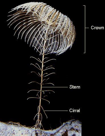 Sea Lilies Anatomy