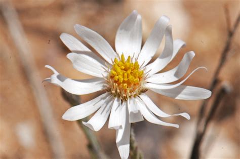 Chaetopappa Ericoides Rose Heath Southwest Desert Flora