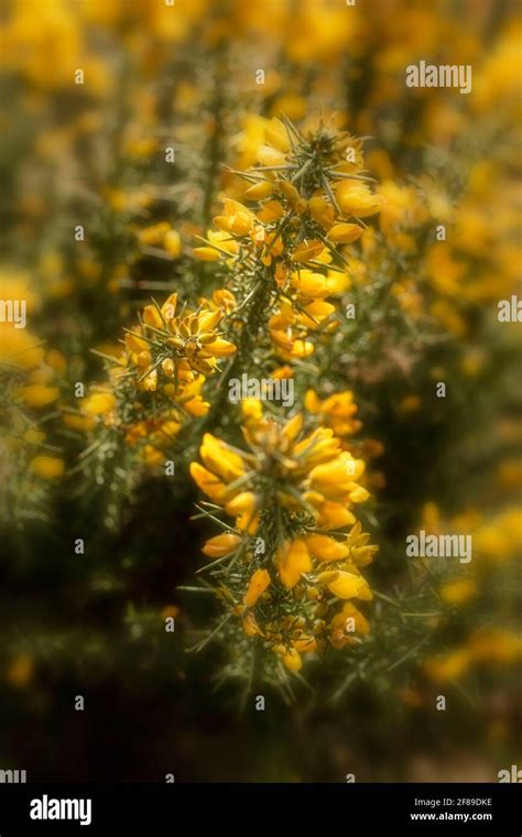 Yellow Flowering Gorse Shrub Ulex Europaeus In Close Up Showing