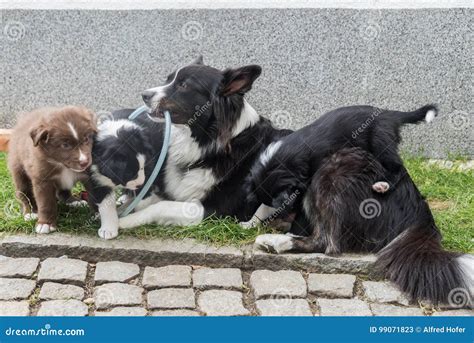 Jugar El Perrito Con La Madre Imagen De Archivo Imagen De Doméstico