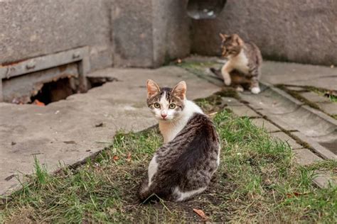 Bagnols Ceze La Ville R It Re Sa Campagne De St Rilisation Des Chats