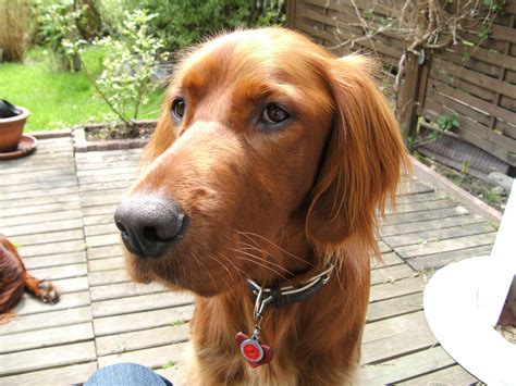 Irish Setter Dog Face Photo And Wallpaper Beautiful Irish Setter Dog